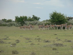 Image of Eland