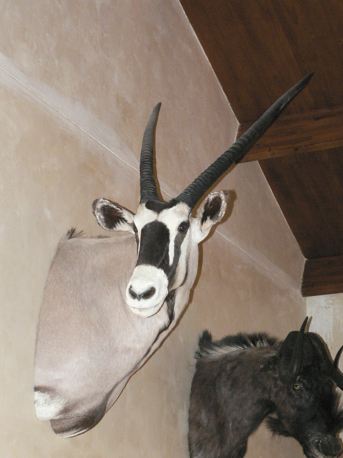 Image of Gemsbok