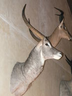 Image of Ellipsen Waterbuck