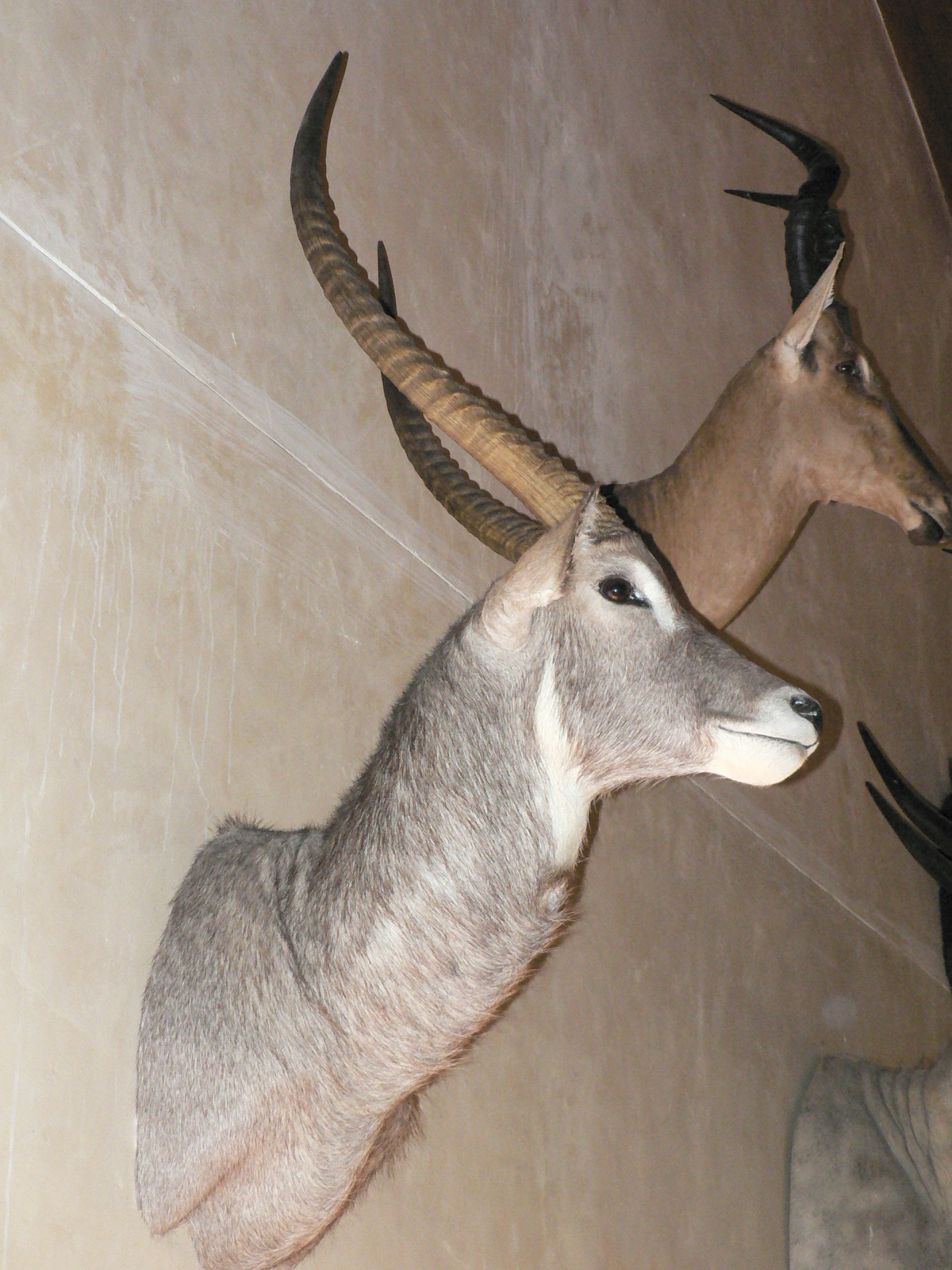 Image of Ellipsen Waterbuck