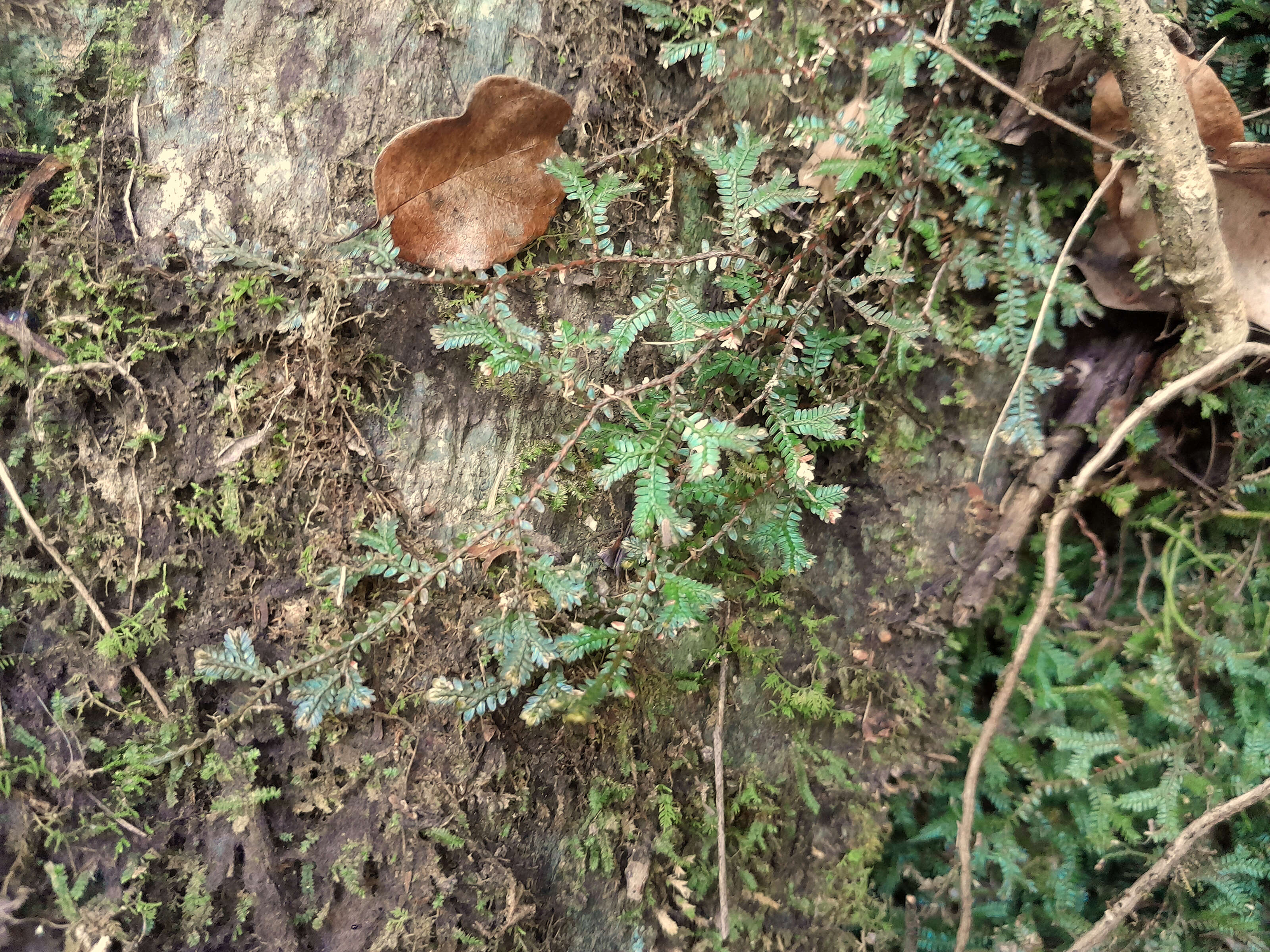 Sivun Selaginella australiensis Bak. kuva