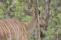 Image of Nyala