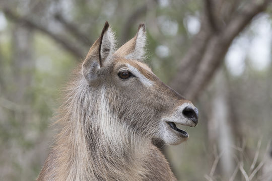 Image of Ellipsen Waterbuck