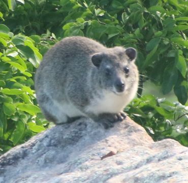 Image of Bush Hyrax