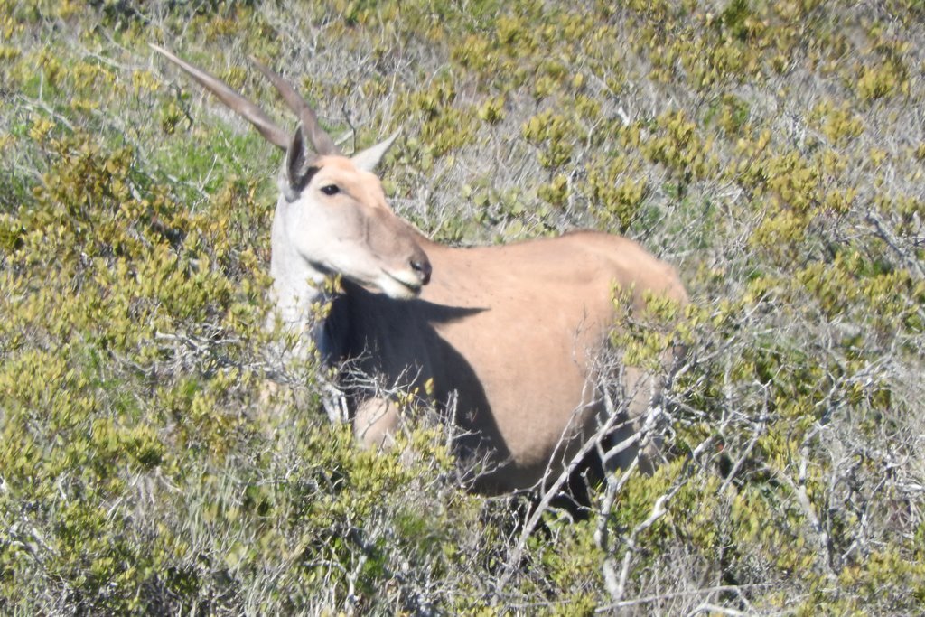 Image of Eland