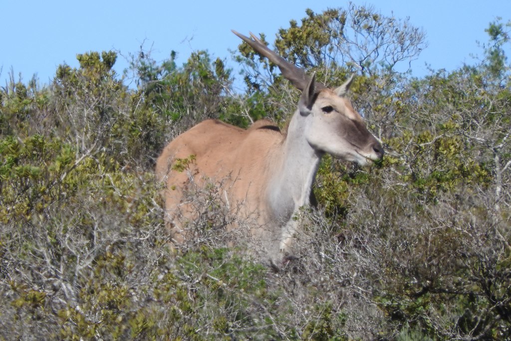 Image of Eland