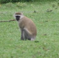 Image of Reddish-green Vervet Monkey