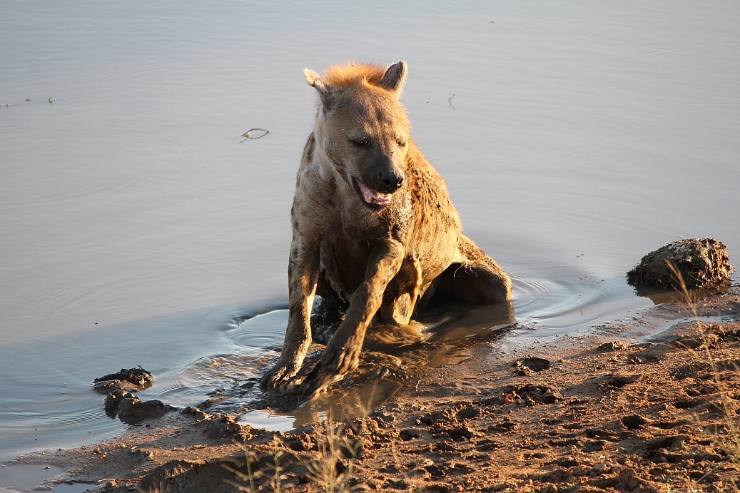 Image of Spotted Hyaenas