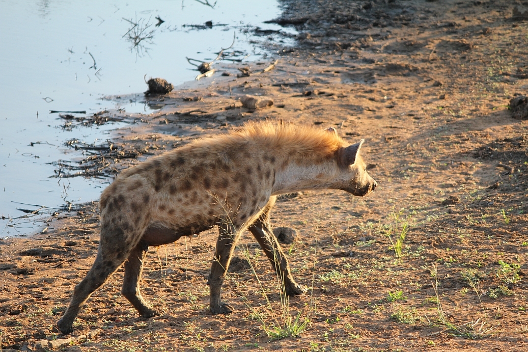 Image of Spotted Hyaenas