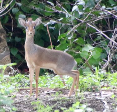 Image of Cavendish's Dikdik