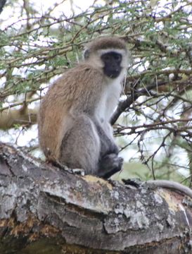 Image of Reddish-green Vervet Monkey