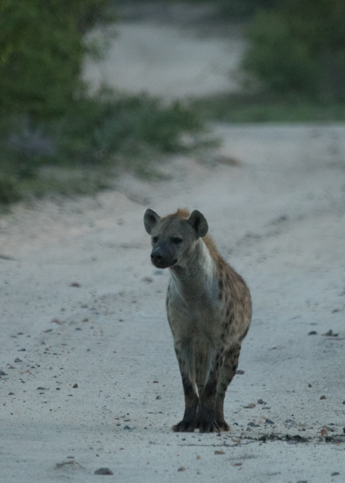 Image of Spotted Hyaenas