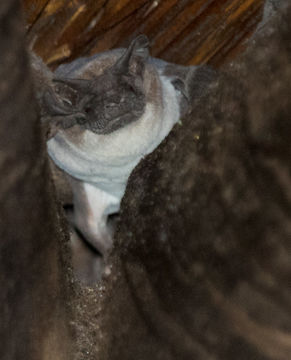 Image of Tadarine Free-tailed Bats