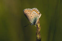 Image of Plebejus idas