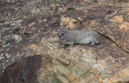 Image of Bush Hyrax