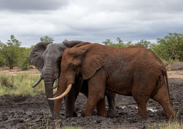 Image of African bush elephant