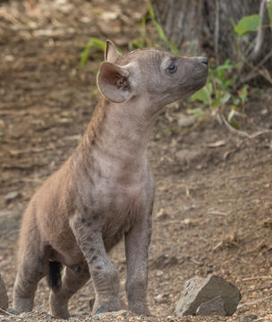 Image of Spotted Hyaenas