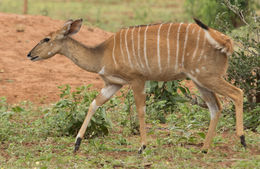 Image of Nyala