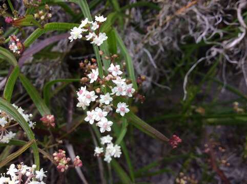 Imagem de Platysace compressa (Labill.) C. Norman