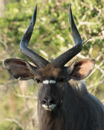 Image of Nyala