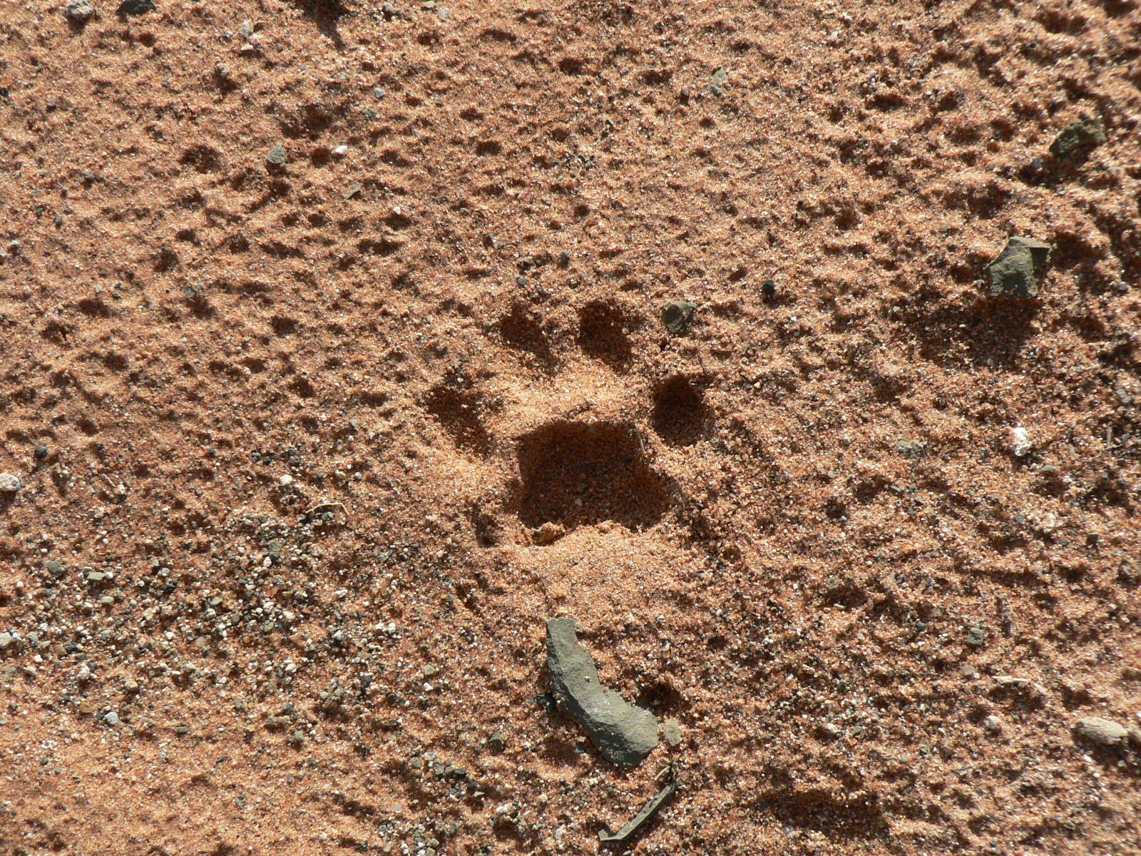 Image of wild cat