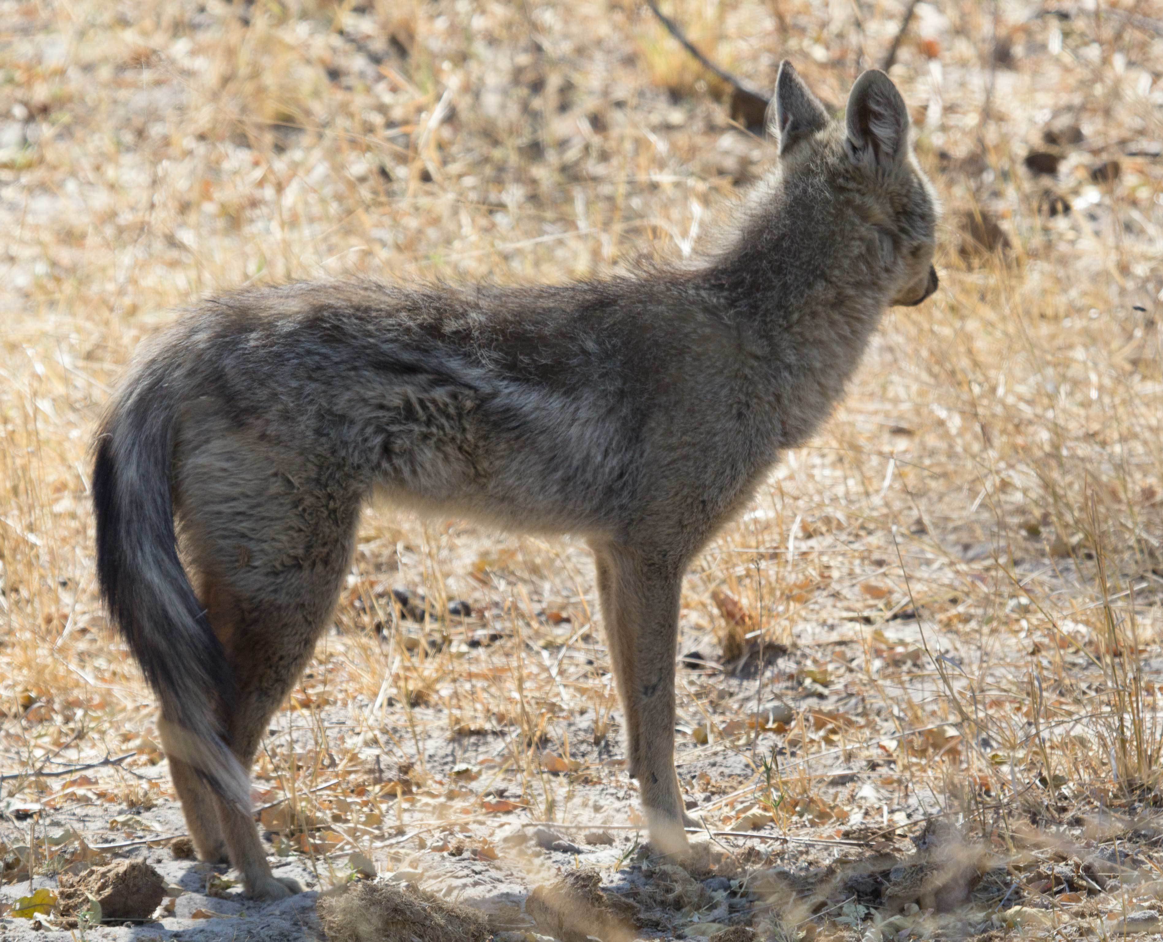 Image of Side-striped Jackal