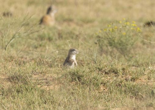 Image of Cape Ground Squirrel