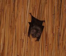 Image of Cape Leaf-nosed bat