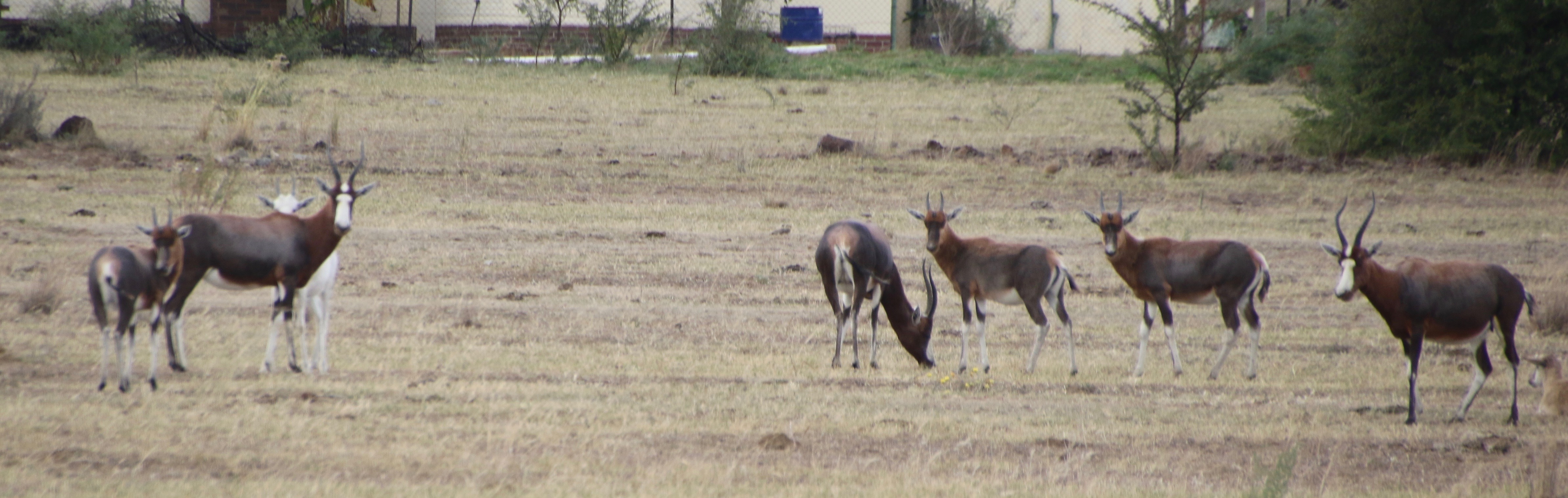 Image of Blesbok