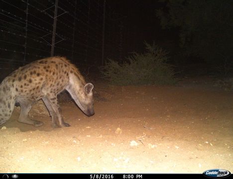 Image of Spotted Hyaenas