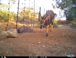 Image of Nyala