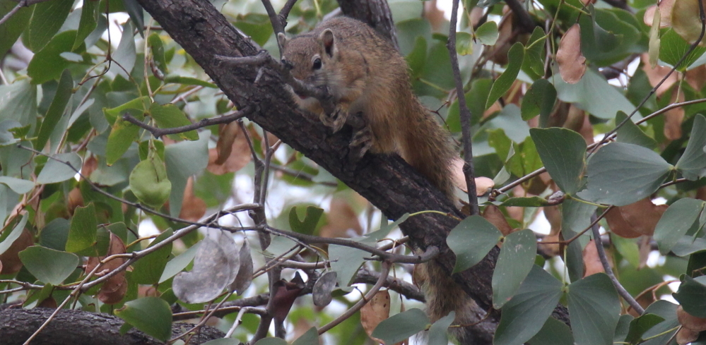 Paraxerus cepapi (A. Smith 1836)的圖片