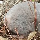 Image of Silvery Mole-rat