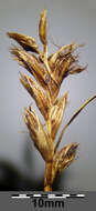 Image of Flat-sedge