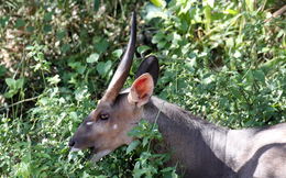 Image of Nyala