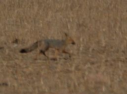 Слика од Vulpes chama (A. Smith 1833)