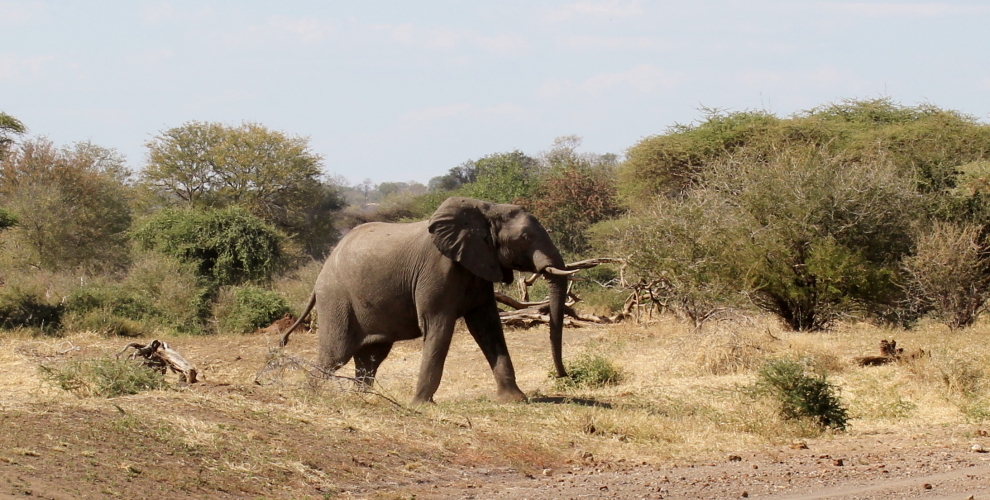 Image of African bush elephant