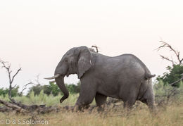 Image of African bush elephant