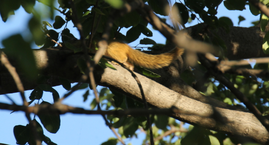 Paraxerus cepapi (A. Smith 1836)的圖片