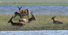 Image of Red Lechwe