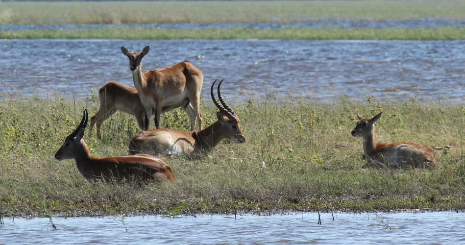 Image of Red Lechwe