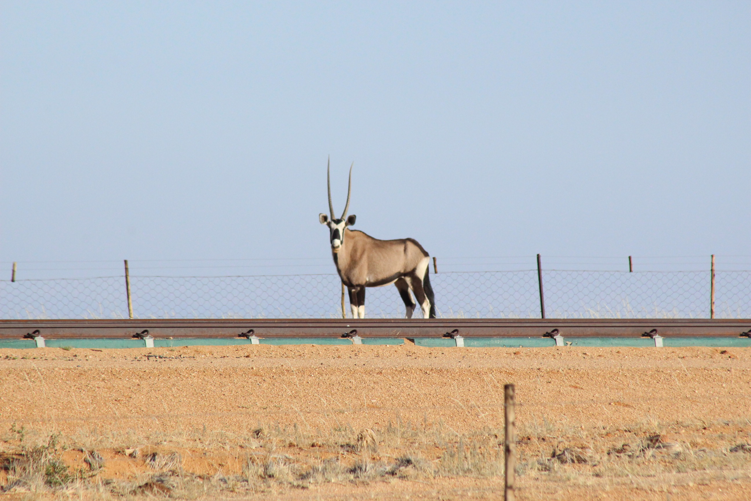 Image of Gemsbok