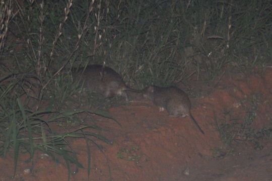 Image of Cane rat