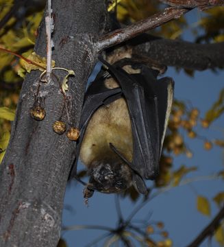 Image of African Straw-colored Fruit Bat