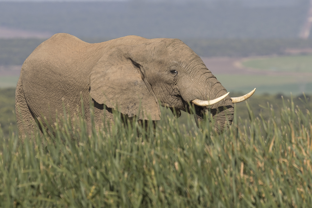 Image of African bush elephant