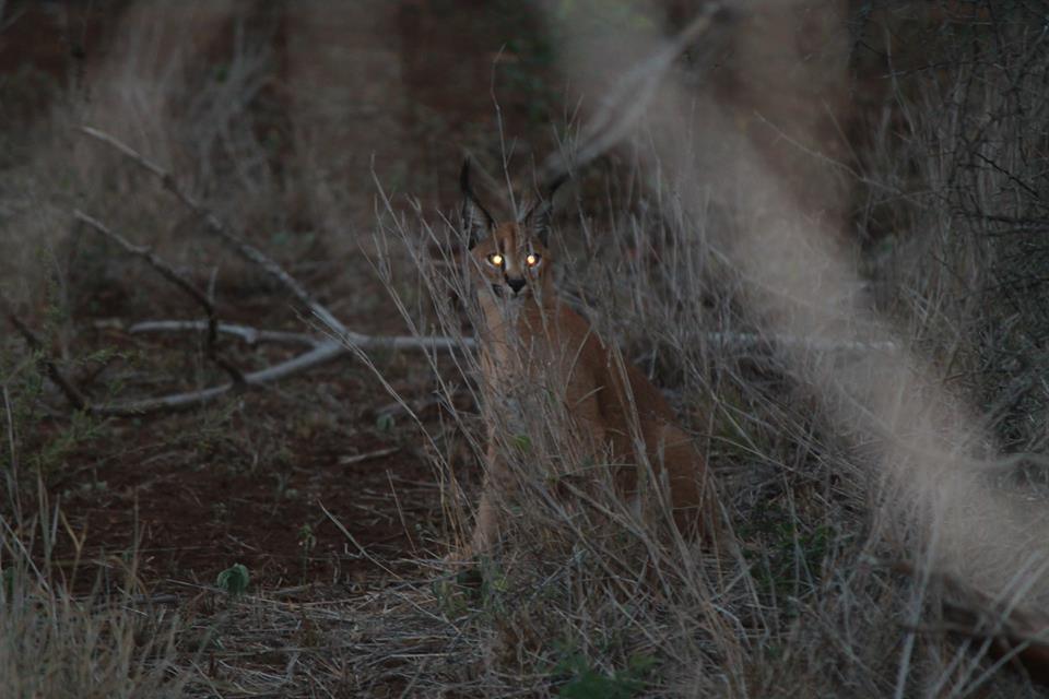 Image of Caracals