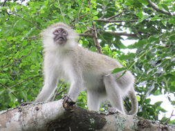 Image of Vervet Monkey