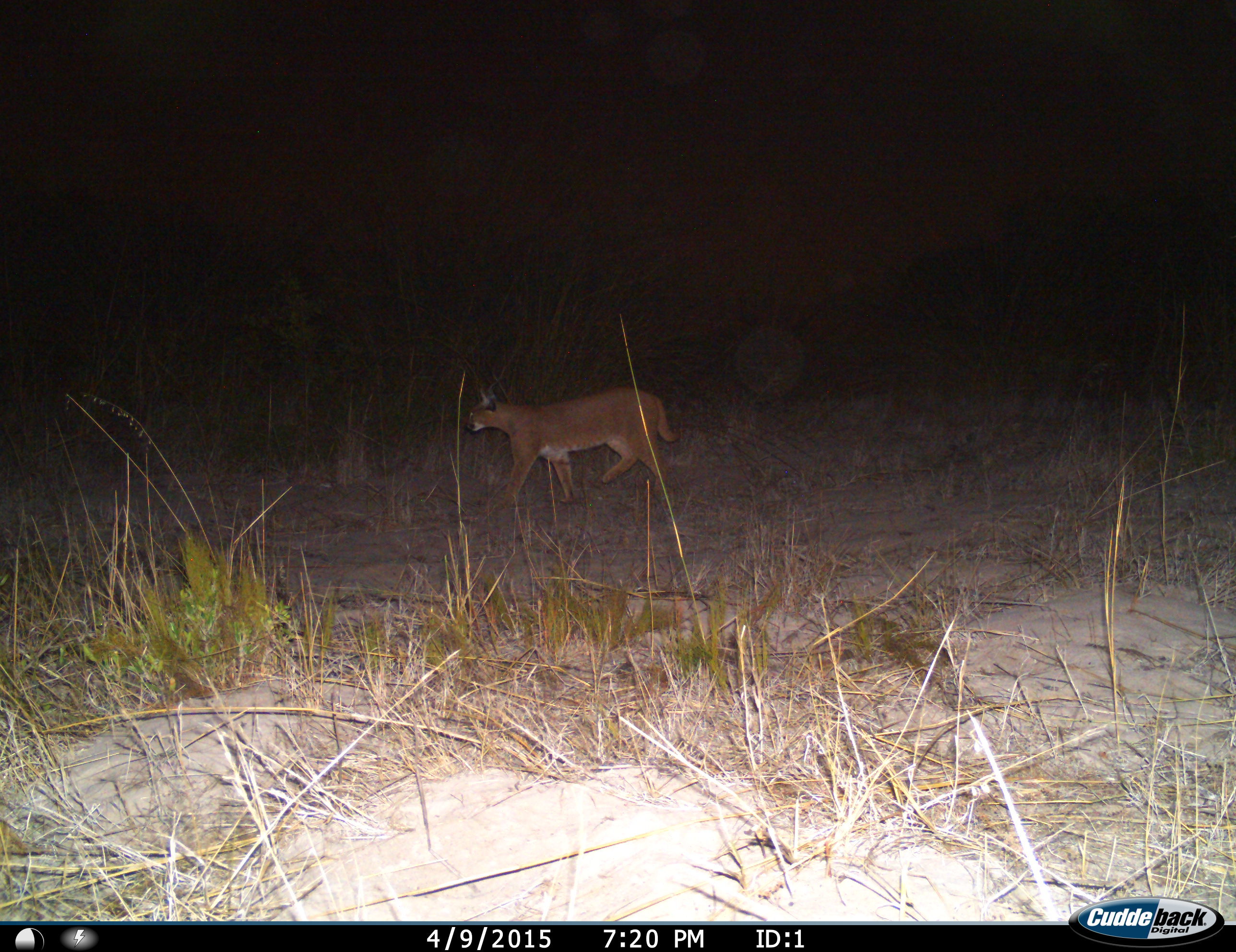 Image of Caracals