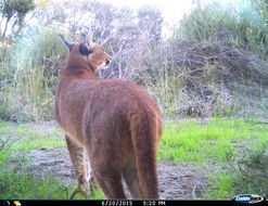 Image of Caracals