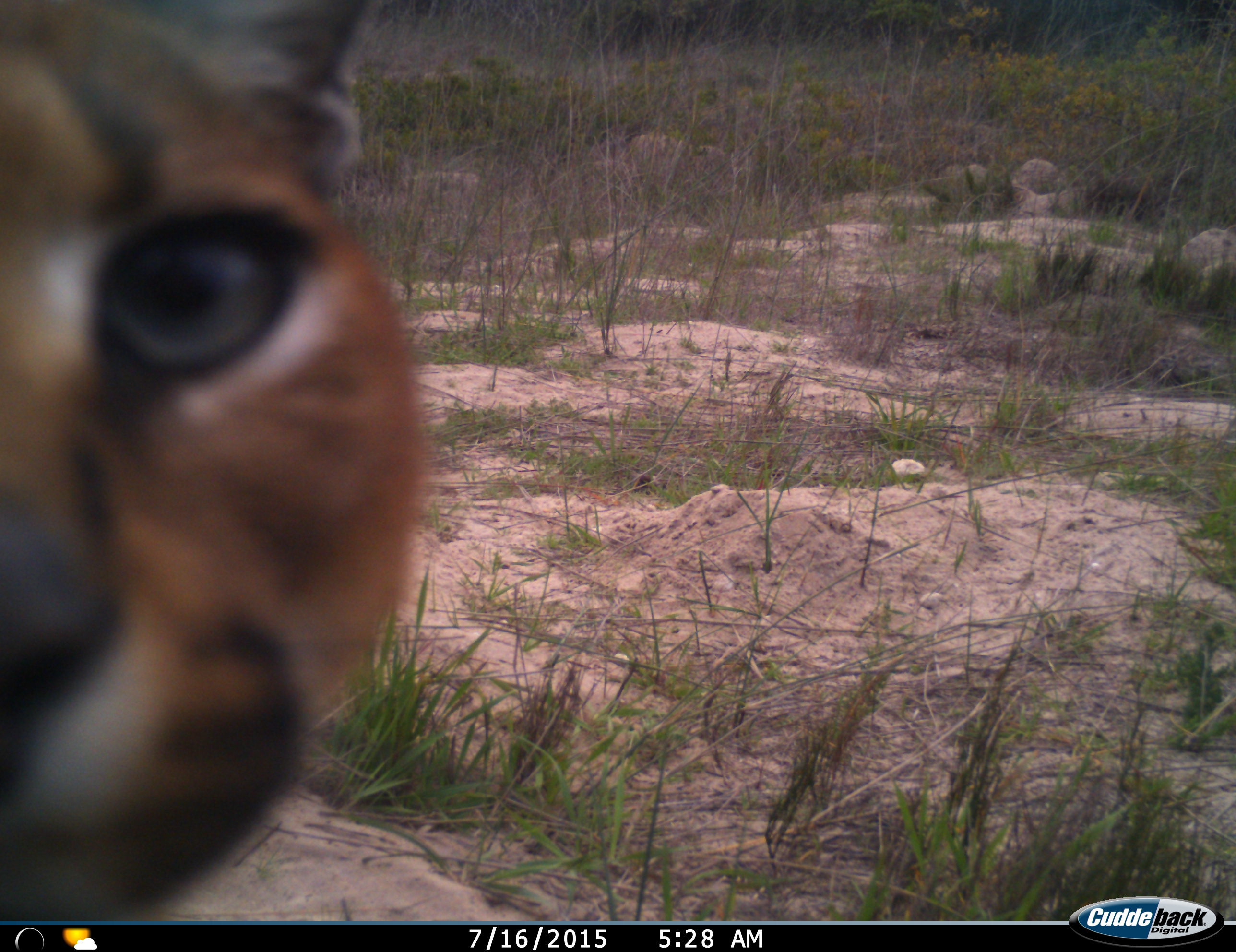 Image of Caracals